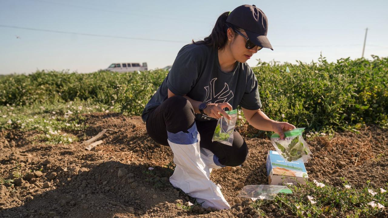 amjs澳金沙门的研究生们使用无人机研究伍德兰番茄地里的寄生杂草, 七月二十四日, 2023.